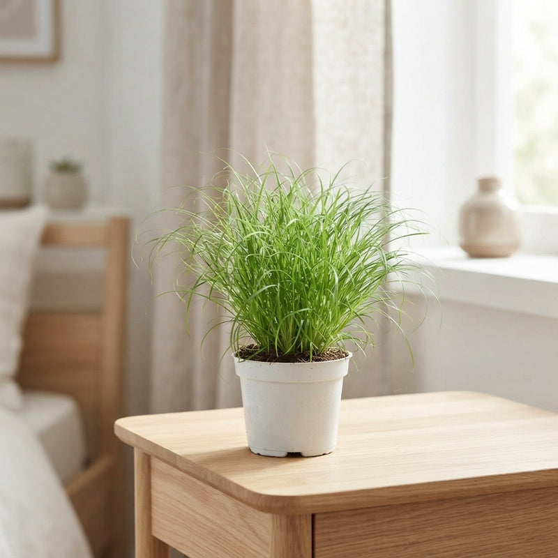 Dwarf Umbrella Palm (Cyperus alternifolius ‘Zumula’) – 12cm Pot