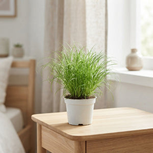 Dwarf Umbrella Palm (Cyperus alternifolius ‘Zumula’) – 12cm Pot