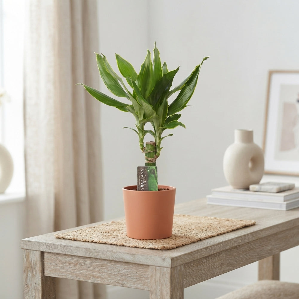 Dracaena fragrans Green Houseplant – 11cm Pot, 45cm High