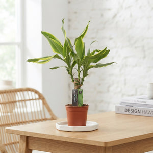 Dracaena fragrans ‘Golden Coast’ – 11cm Pot