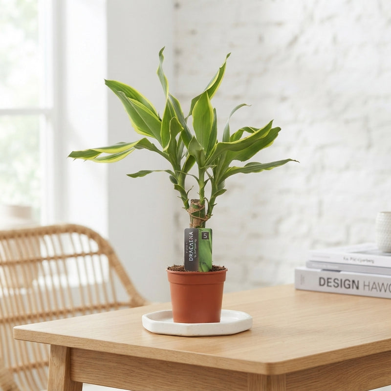 Dracaena fragrans ‘Golden Coast’ – 11cm Pot