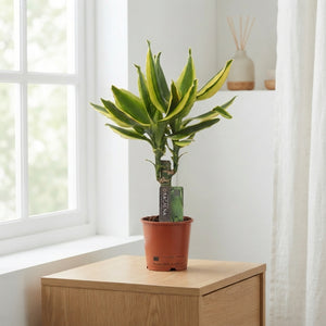 Golden King Dracaena fragrans – 11cm Pot, 45cm High