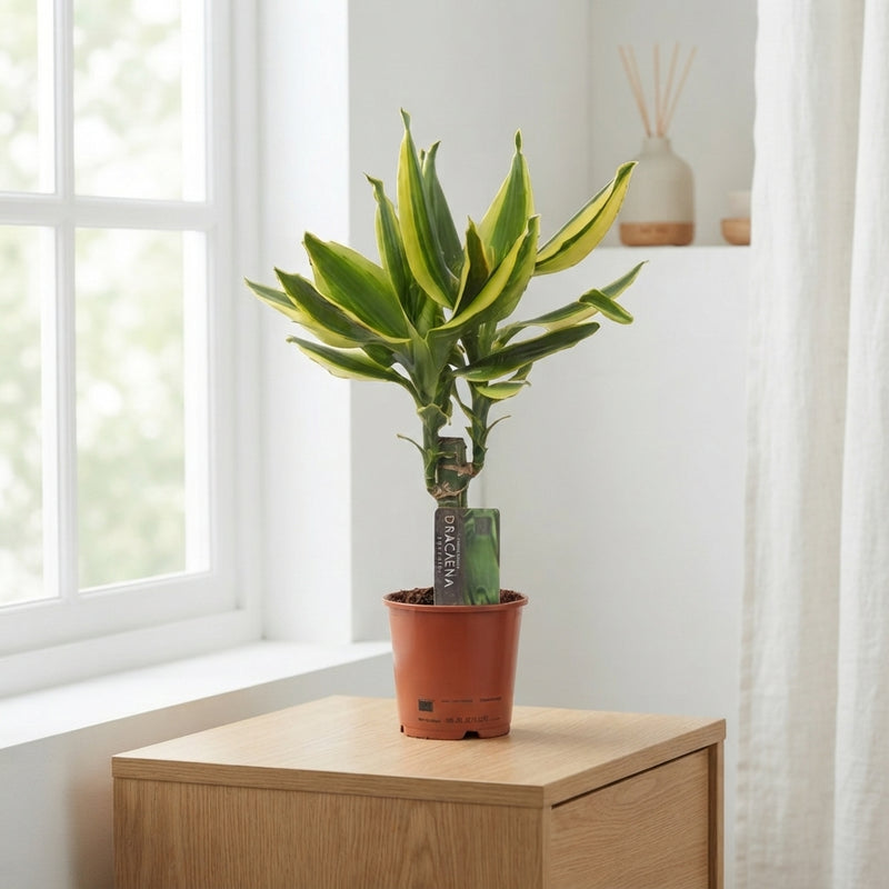 Golden King Dracaena fragrans – 11cm Pot, 45cm High