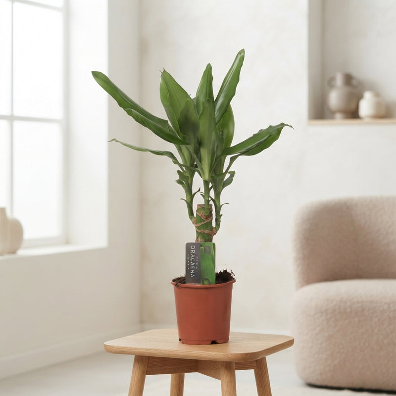 Dracaena fragrans Green Houseplant – 11cm Pot, 45cm High