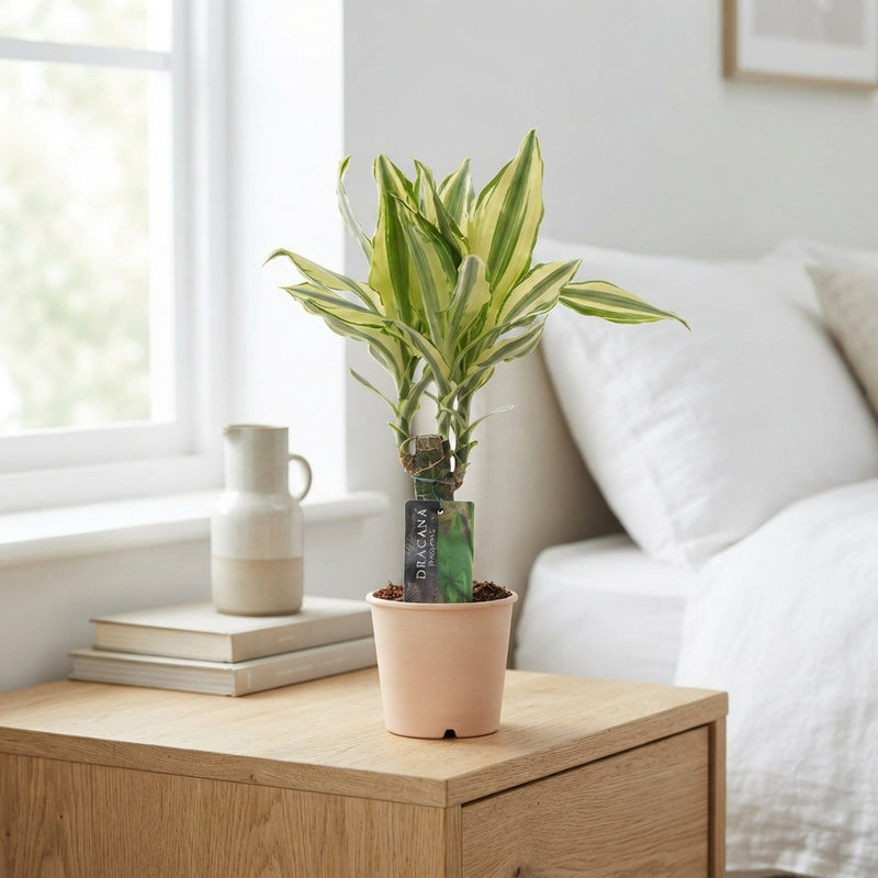 Dracaena fragrans ‘Yellow Coast’ – 11cm Pot, 45cm Tall