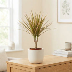 Dracaena Marginata Houseplant – 12cm Pot