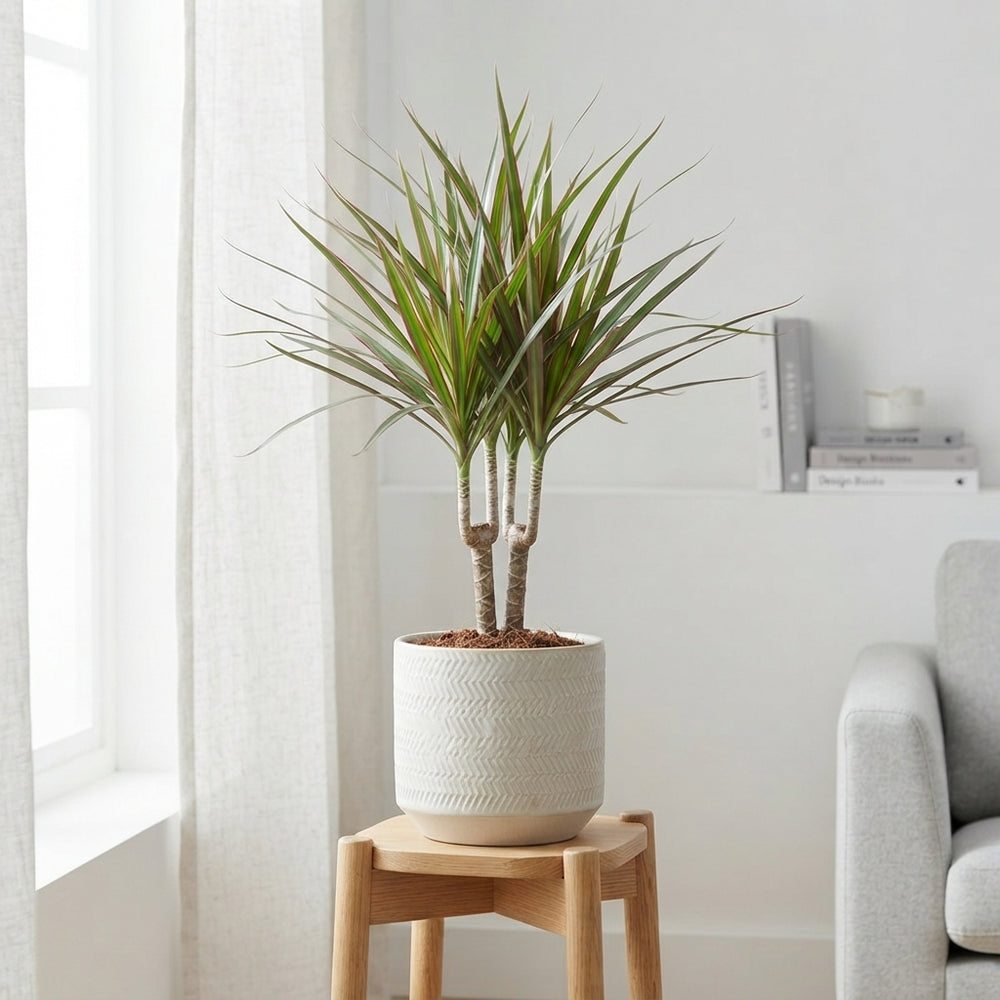 Dragon Tree (Dracaena marginata) – 12cm Pot, 45cm High