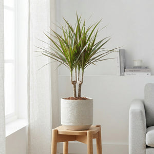 Dragon Tree (Dracaena marginata) – 12cm Pot, 45cm High