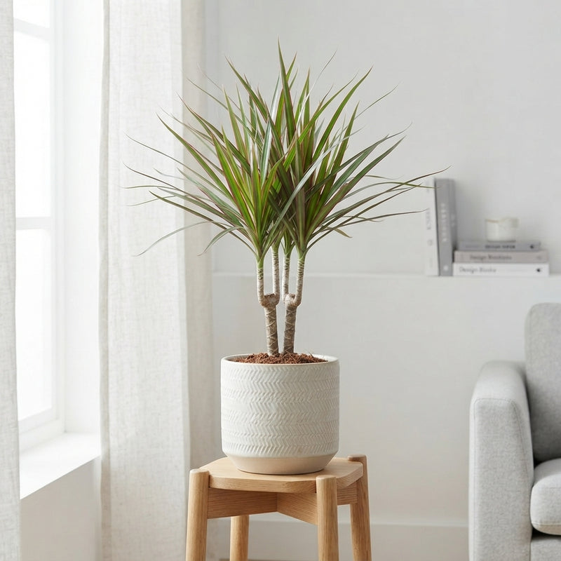 Dragon Tree (Dracaena marginata) – 12cm Pot, 45cm High