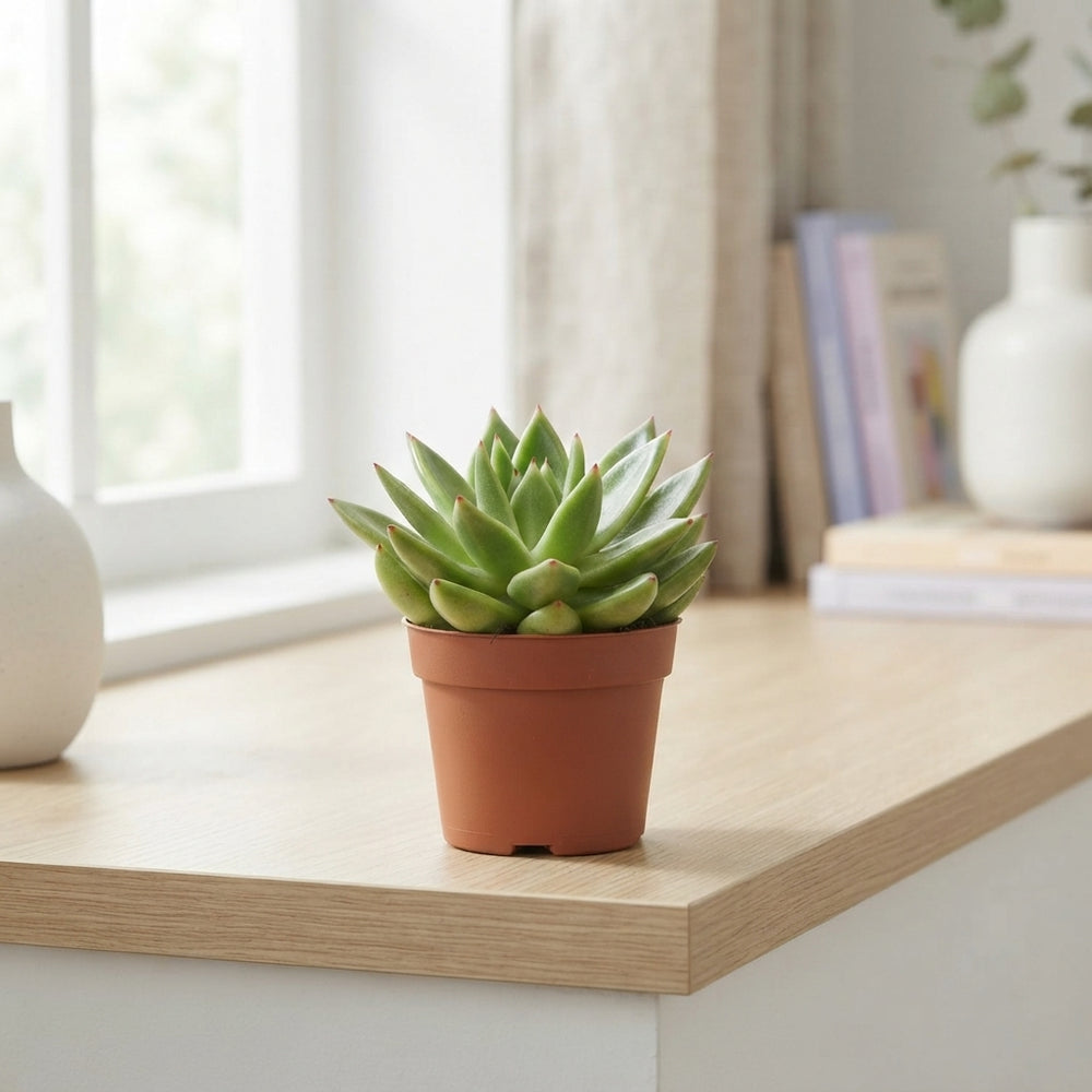 Echeveria agavoides Succulent – 8.5cm Pot
