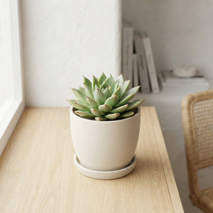 Echeveria Agavoides ‘Rainbow’ Succulent – 8.5cm Pot