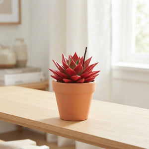 Echeveria Agavoides 'Rainbow' – 10.5cm Pot