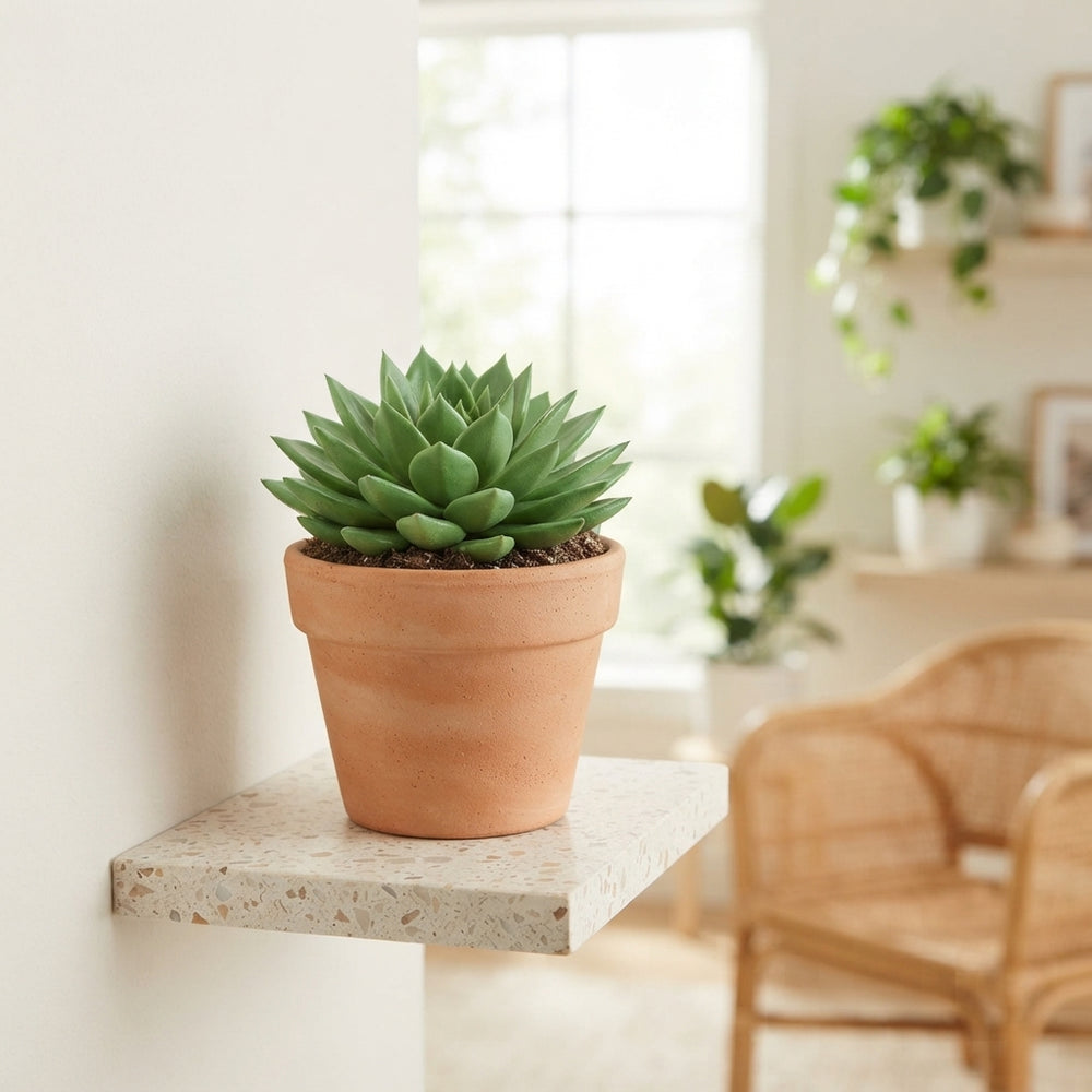 Echeveria Agavoides ‘Rainbow’ Succulent – 12cm Pot