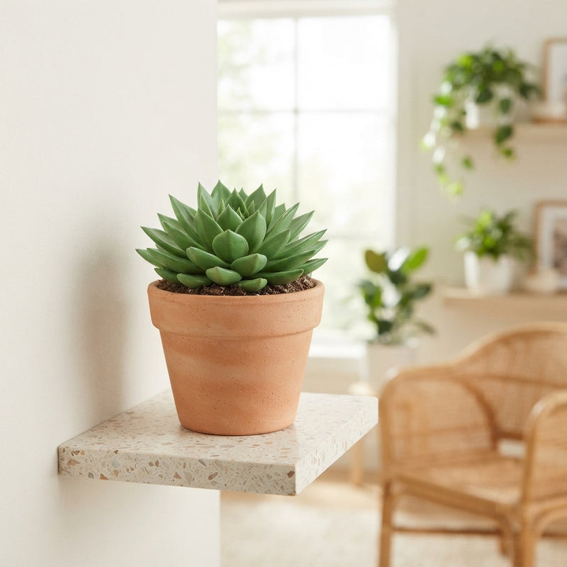 Echeveria Agavoides ‘Rainbow’ Succulent – 12cm Pot