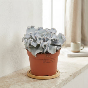 Echeveria ‘Crispy Beauty’ Succulent – 10.5cm Pot