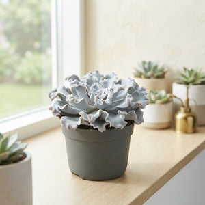 Echeveria ‘Crispy Beauty’ Succulent – 13cm Pot
