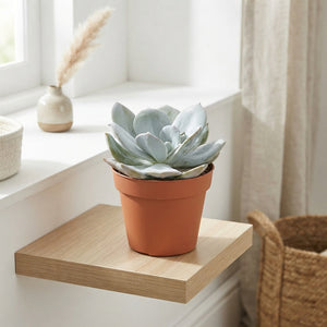 Mixed Echeveria Succulent Collection – 12cm Pot