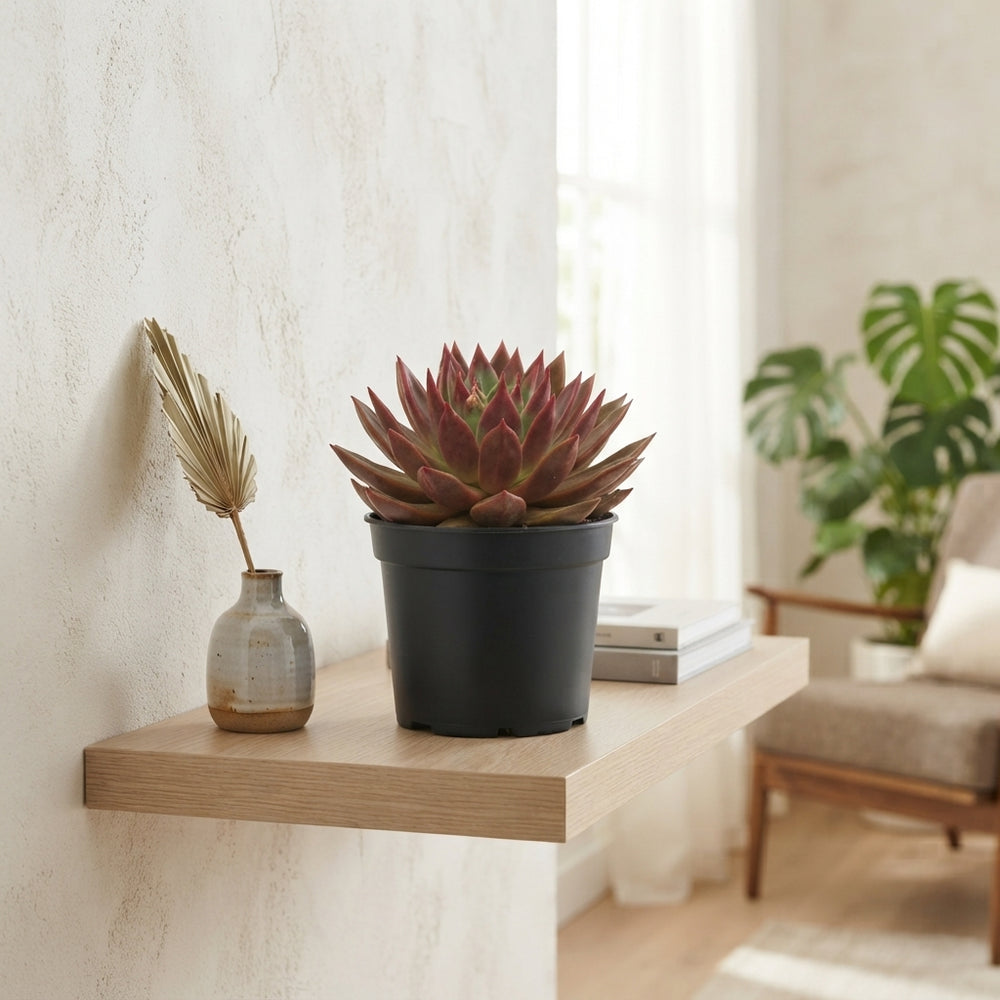 Mixed Echeveria Succulent Collection – 17cm Pot