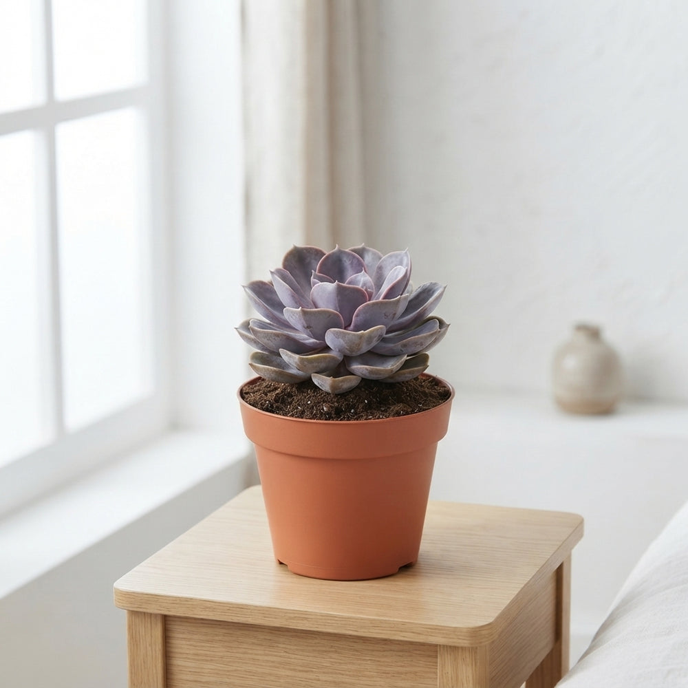 Mixed Echeveria Succulent – 8.5cm Pot