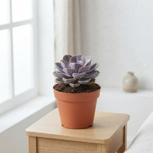 Mixed Echeveria Succulent – 8.5cm Pot