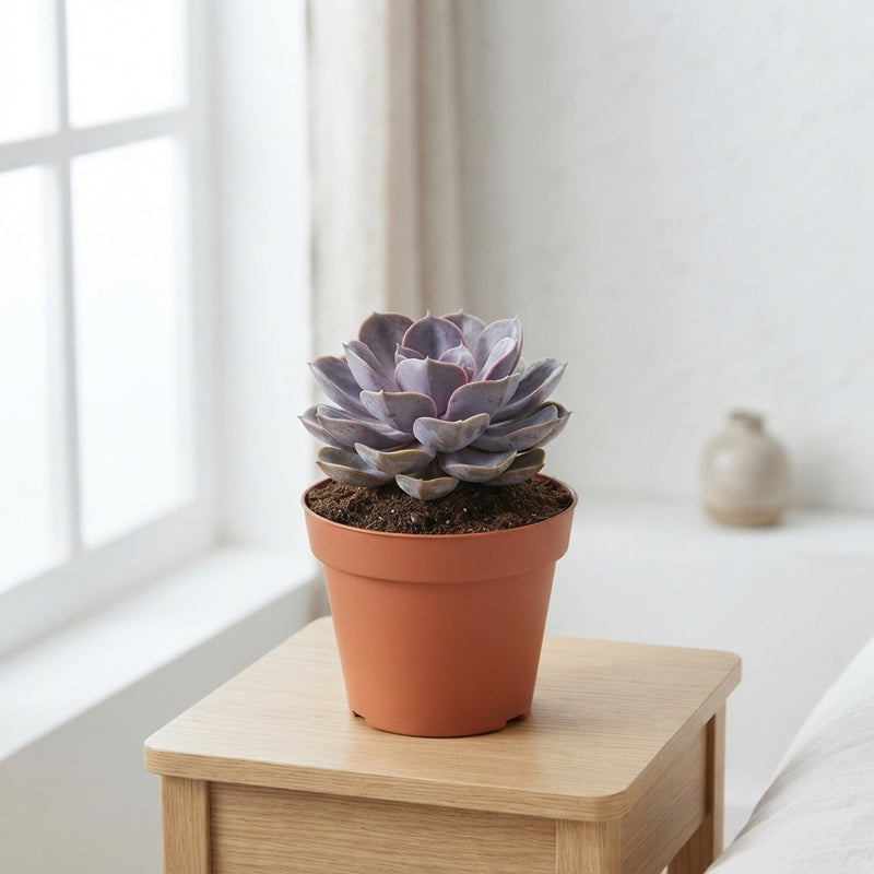 Mixed Echeveria Succulent – 8.5cm Pot