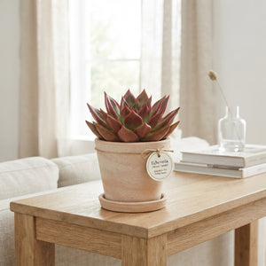 Mixed Echeveria Succulent – 13cm Pot