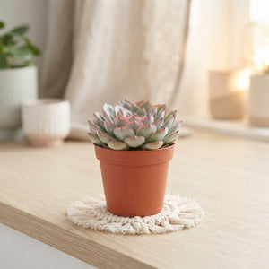 Echeveria ‘Hercules’ Succulent – 8.5cm Pot