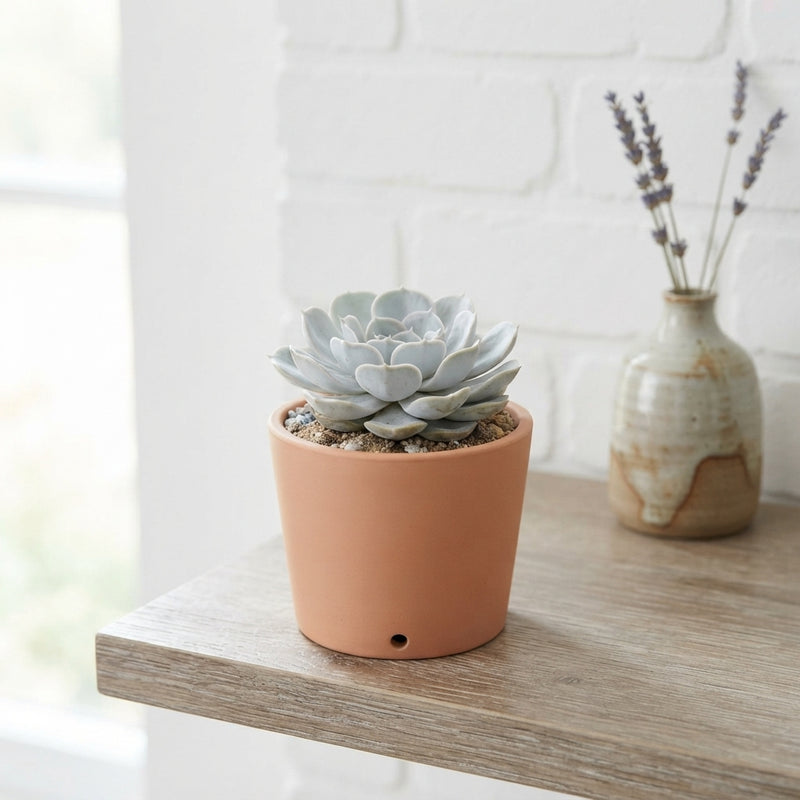 Echeveria Lilacina Succulent – 8.5cm Pot