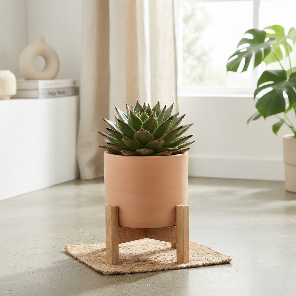 Echeveria ‘Lipstick’ Succulent – 10.5cm Pot