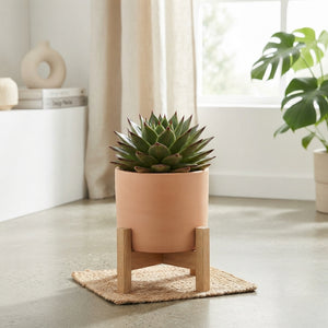 Echeveria ‘Lipstick’ Succulent – 10.5cm Pot