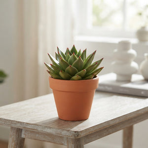 Echeveria ‘Lipstick’ Succulent – 8.5cm Pot