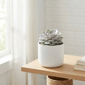 Echeveria 'Lola' Succulent – 8.5cm Pot