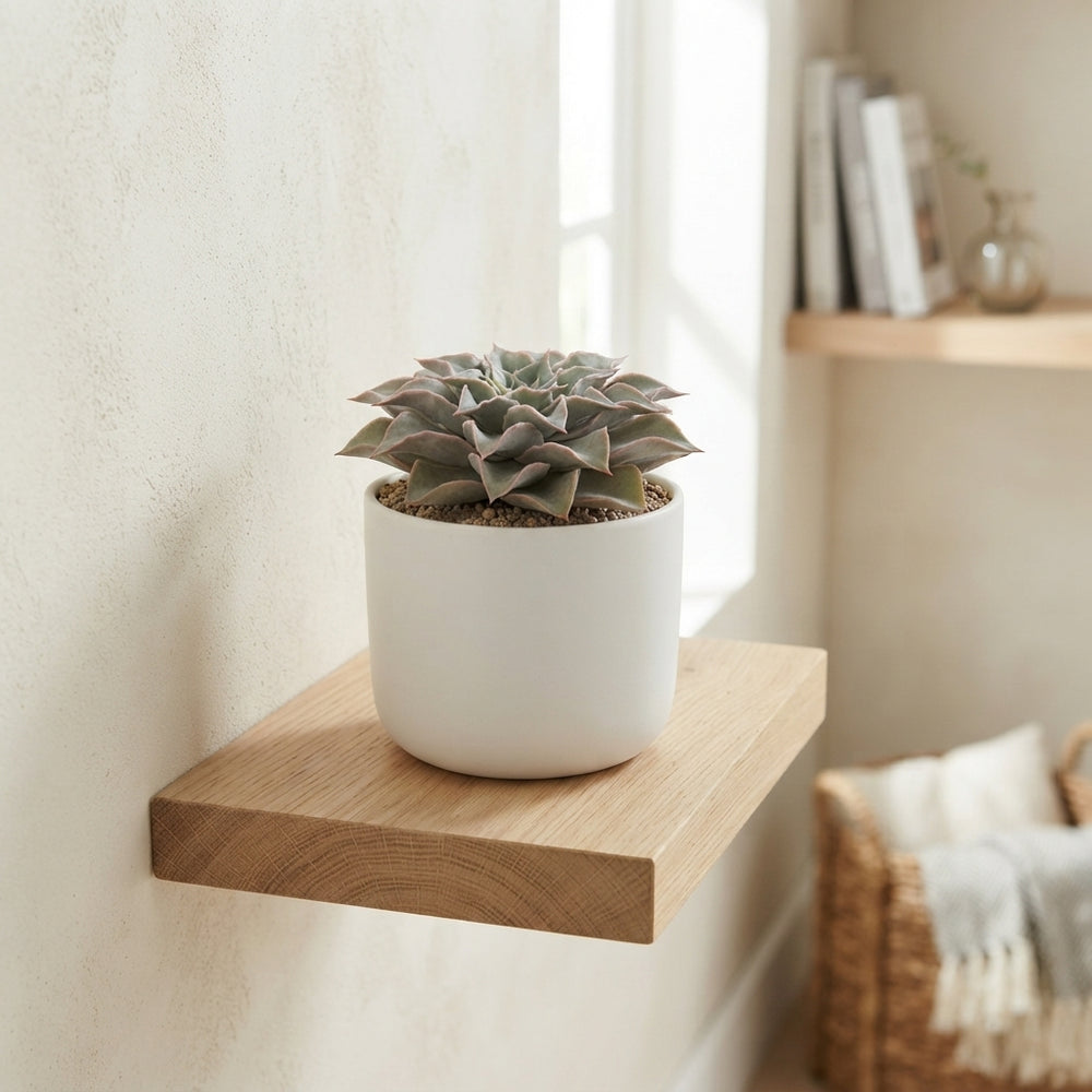 Echeveria Maradiba Succulent – 13cm Pot