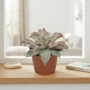 Echeveria Maradiba Succulent – 10.5cm Pot