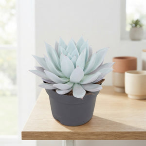Mexican Giant Echeveria Succulent – 17cm Pot
