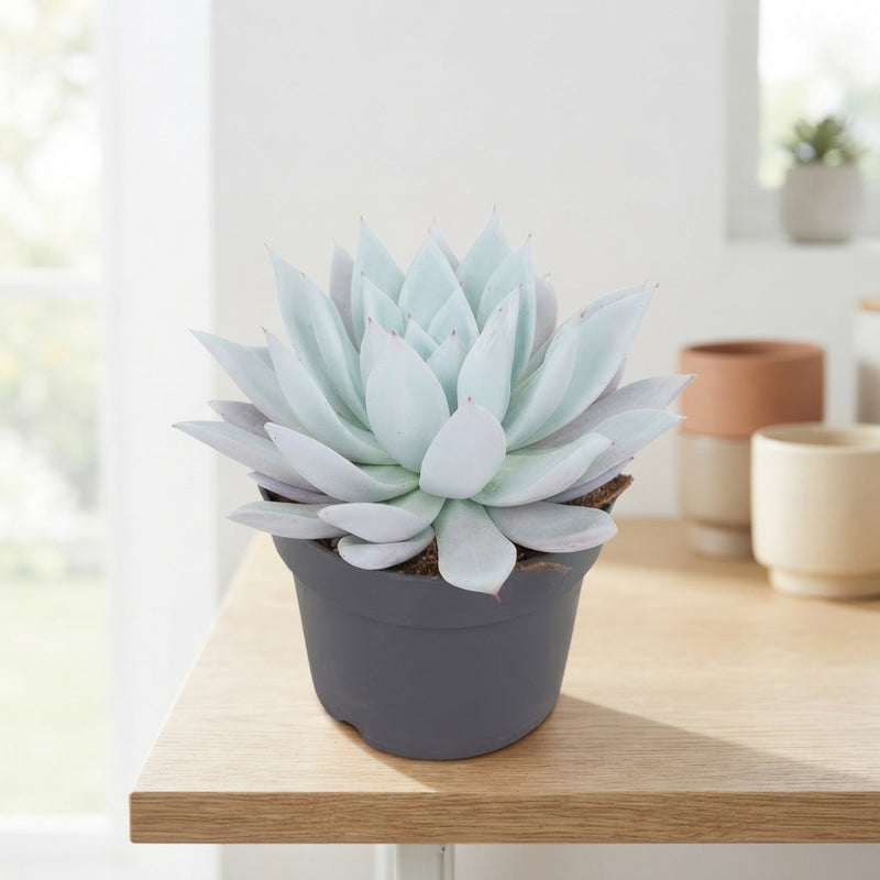 Mexican Giant Echeveria Succulent – 17cm Pot