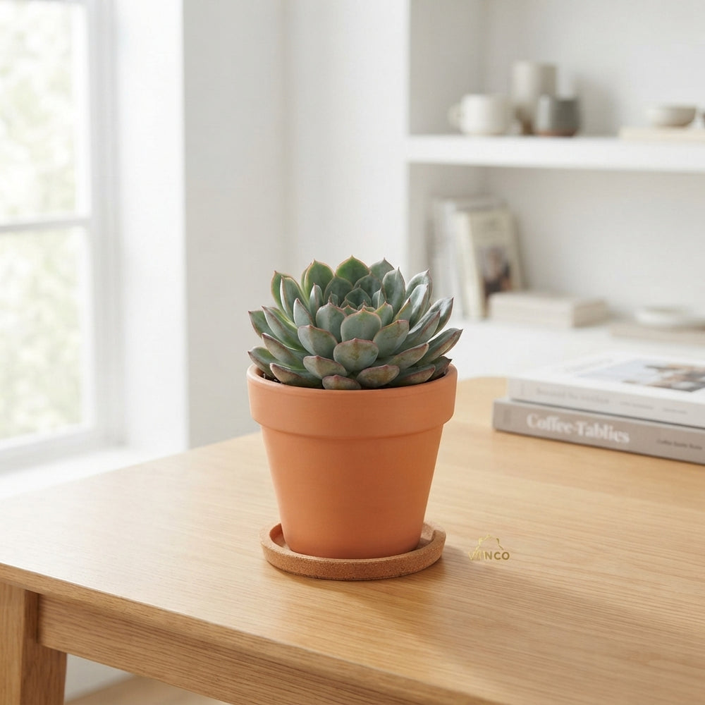 Pink Edge Echeveria Succulent – 8.5cm Pot