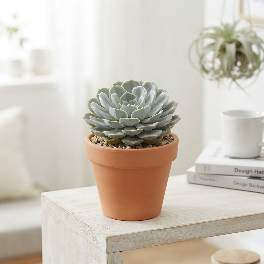 Echeveria Pollux Succulent – 10.5cm Pot