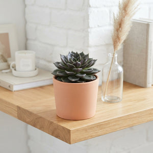 Echeveria ‘Purple’ Succulent – 8.5cm Pot