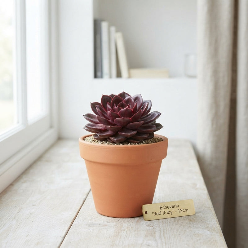 Red Ruby Echeveria Succulent – 12cm Pot