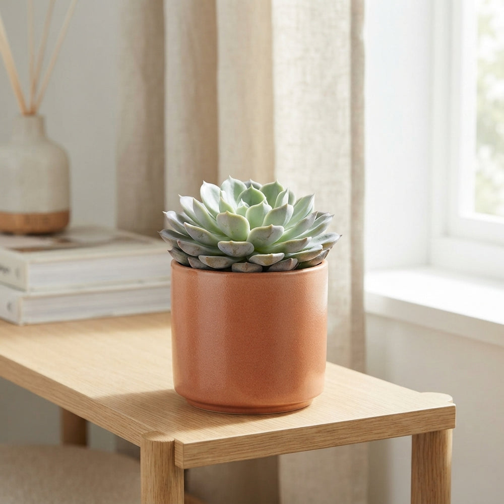 Echeveria Rosea Succulent – 8.5cm Pot
