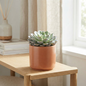 Echeveria Rosea Succulent – 8.5cm Pot