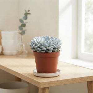 Echeveria texensis Succulent – 8.5cm Pot