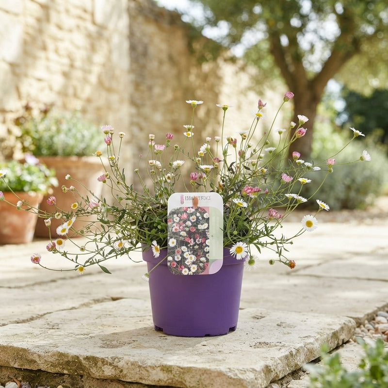 Erigeron Blütenmeer Daisy – 13cm Pot