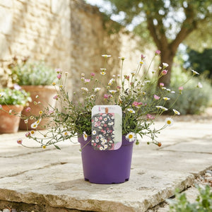 Erigeron Blütenmeer Daisy – 13cm Pot