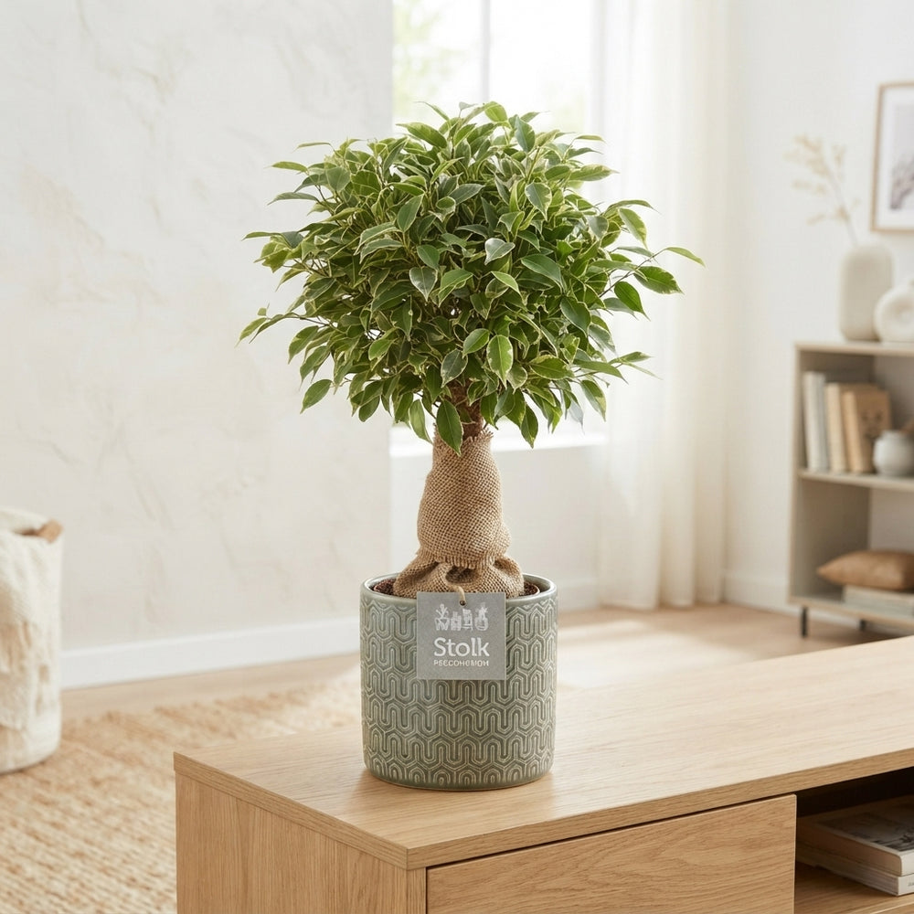 Fiddle Leaf Fig (Ficus lyrata) – 13cm Stone-Look Pot