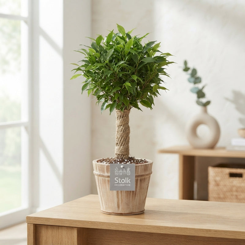 Ficus Benjamina ‘Natasja’ – 13cm Pot, 35cm High