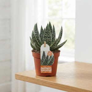 Gasteria D’clash Succulent – 8.5cm Pot