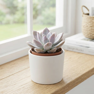 Graptoveria ‘Opalina’ Succulent – 8.5cm Pot