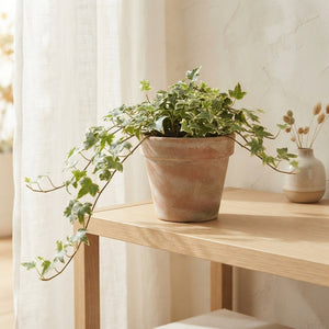English Ivy (Hedera helix) – 13cm Pot